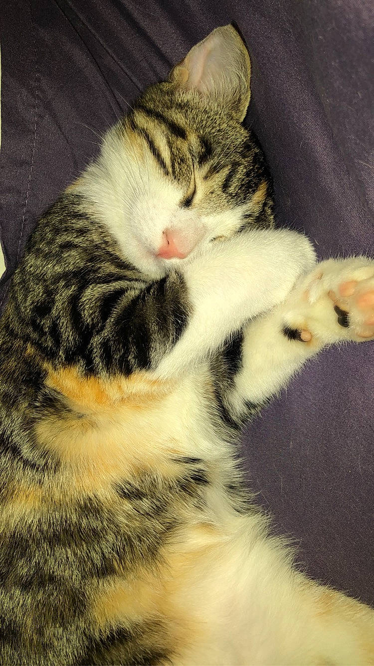 Poupoune a rejoint le concours — aidez-le/la à gagner de superbes lots ! aegean_cat, american_shorthair, american_wirehair, asian, carnivore, cat, domestic_short_haired_cat, dragon_li, european_shorthair, felidae, fur, kitten, mammal, paw, polydactyl_cat, small_to_medium_sized_cats, snout, tabby_cat, vertebrate, whiskers