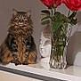 animal, art, baby, cat, face, flower, flowerarrangement, flowerbouquet, furniture, geranium, head, jar, person, pet, petal, plant, pottedplant, pottery, rose, vase