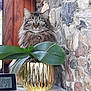 animal, cat, computerhardware, cookware, electronics, flower, hardware, jar, kitten, leaf, monitor, person, pet, plant, planter, pottedplant, pottery, screen, slate, vase