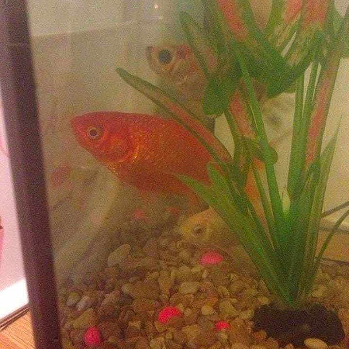 Benny