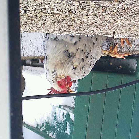 Chick joined the competition — help win amazing prizes!