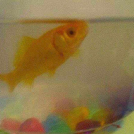 Freddy joined the competition — help win amazing prizes!