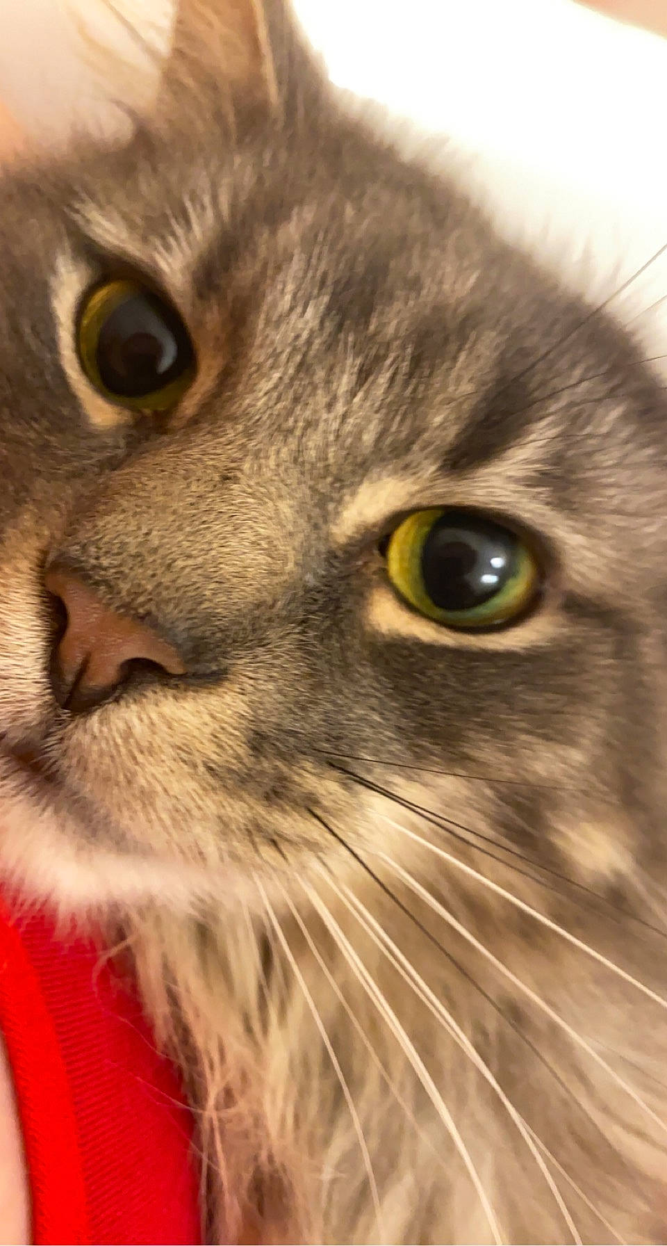 Edwin joined the competition — help win amazing prizes! art, carnivore, cat, close_up, domestic_short_haired_cat, fawn, felidae, fur, grass, iris, mammal, small_to_medium_sized_cats, snout, terrestrial_animal, vertebrate, whiskers, wildlife