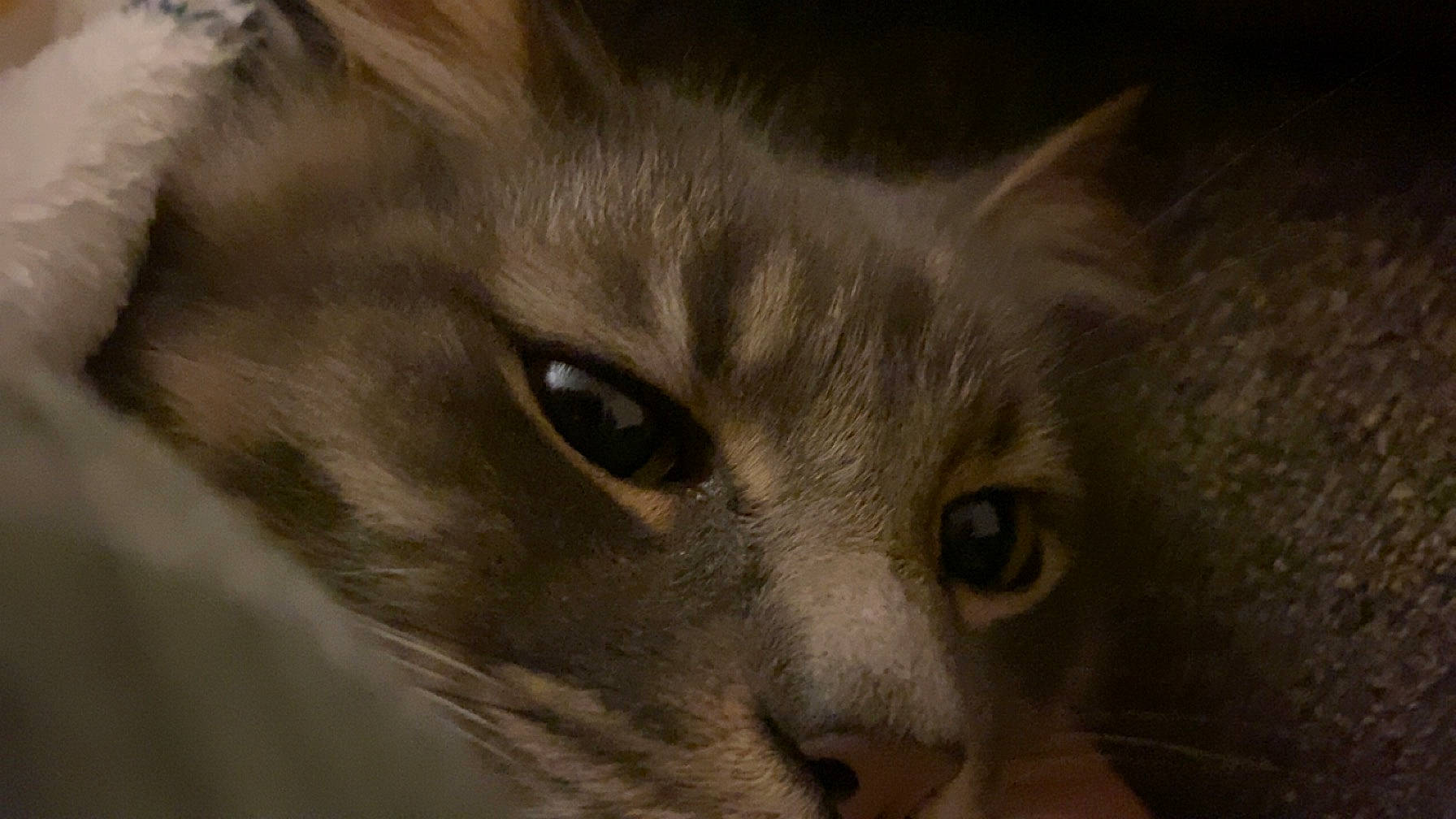 Edwin joined the competition — help win amazing prizes! carnivore, cat, domestic_short_haired_cat, ear, fawn, felidae, fur, iris, small_to_medium_sized_cats, snout, terrestrial_animal, whiskers, wildlife, window