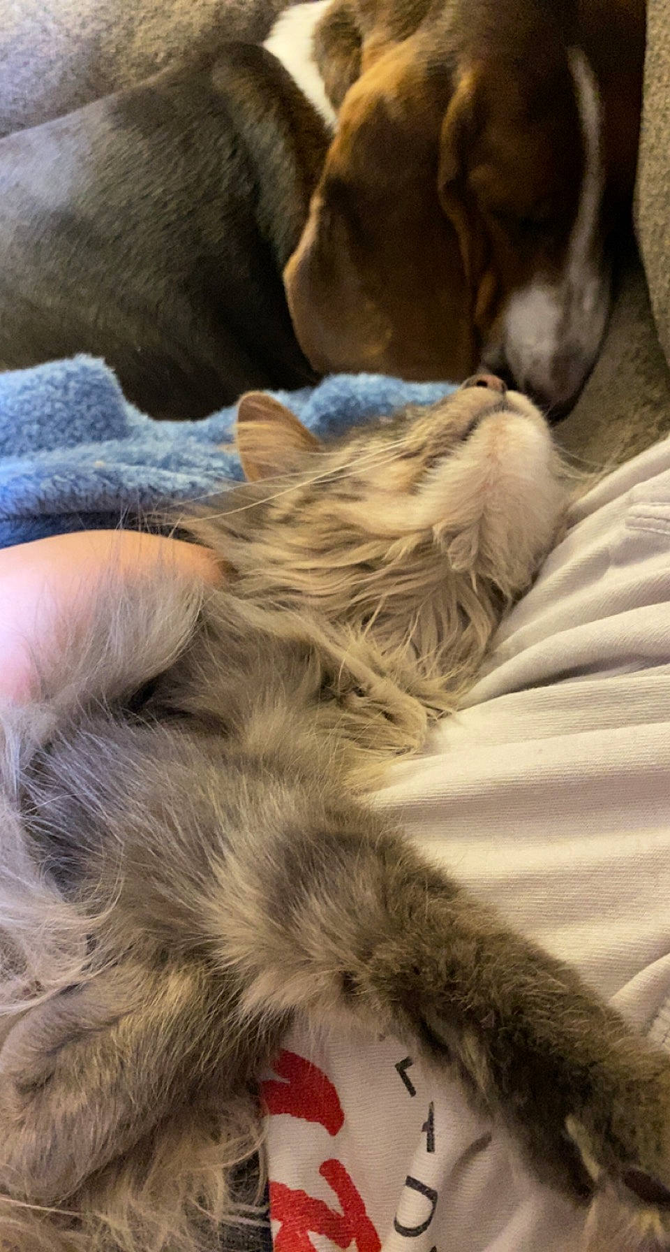 Edwin joined the competition — help win amazing prizes! carnivore, comfort, companion_dog, dog, dog_breed, fawn, felidae, fur, grey, liver, mammal, natural_material, paw, small_to_medium_sized_cats, sporting_group, tail, terrestrial_animal, whiskers, wood, working_animal