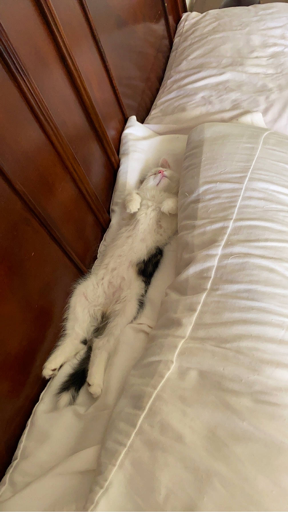 Mylo joined the competition — help win amazing prizes! bedding, blanket, carnivore, cat, comfort, duvet, feather, felidae, flooring, fur, hardwood, human_leg, linens, room, small_to_medium_sized_cats, tail, whiskers, wood