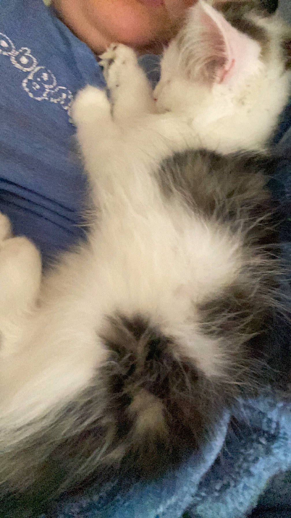 Mylo joined the competition — help win amazing prizes! carnivore, cat, claw, comfort, companion_dog, domestic_short_haired_cat, fawn, felidae, fur, gesture, nap, paw, small_to_medium_sized_cats, snout, tail, whiskers