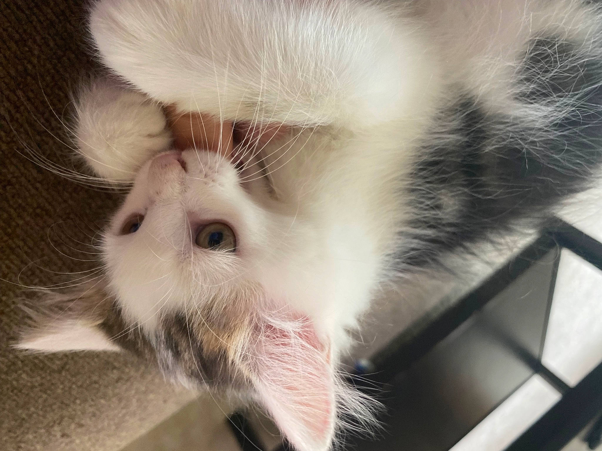 Mylo is registered to the contest to win money with this photo: carnivore, cat, claw, close_up, domestic_short_haired_cat, ear, eyelash, fawn, felidae, fur, paw, small_to_medium_sized_cats, snout, terrestrial_animal, whiskers