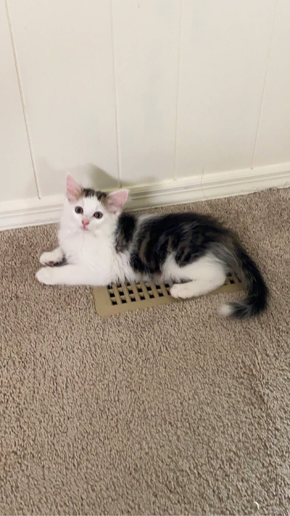 Mylo joined the competition — help win amazing prizes! carnivore, carpet, cat, claw, comfort, domestic_short_haired_cat, felidae, floor, flooring, foot, fur, grey, hardwood, paw, sitting, small_to_medium_sized_cats, tail, whiskers, wood, wood_flooring