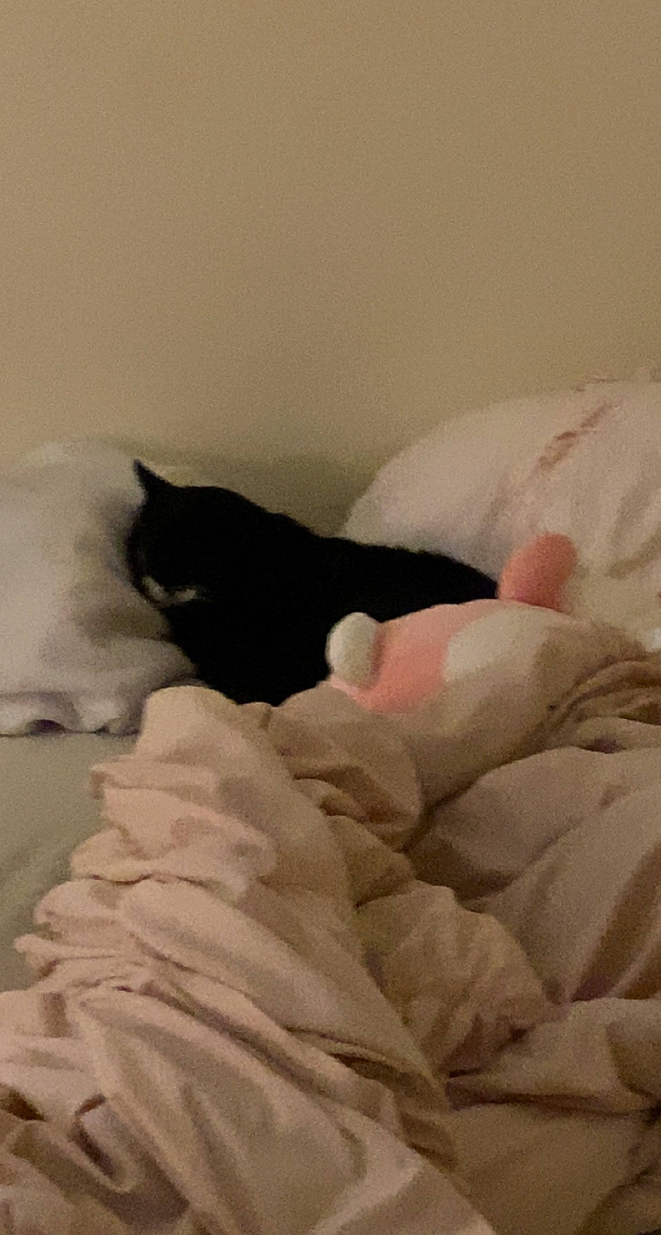 Fluffy is registered to the contest to win money with this photo: bedding, carnivore, cat, comfort, felidae, formal_wear, fur, grey, linens, room, small_to_medium_sized_cats, tail, tints_and_shades, whiskers, winter