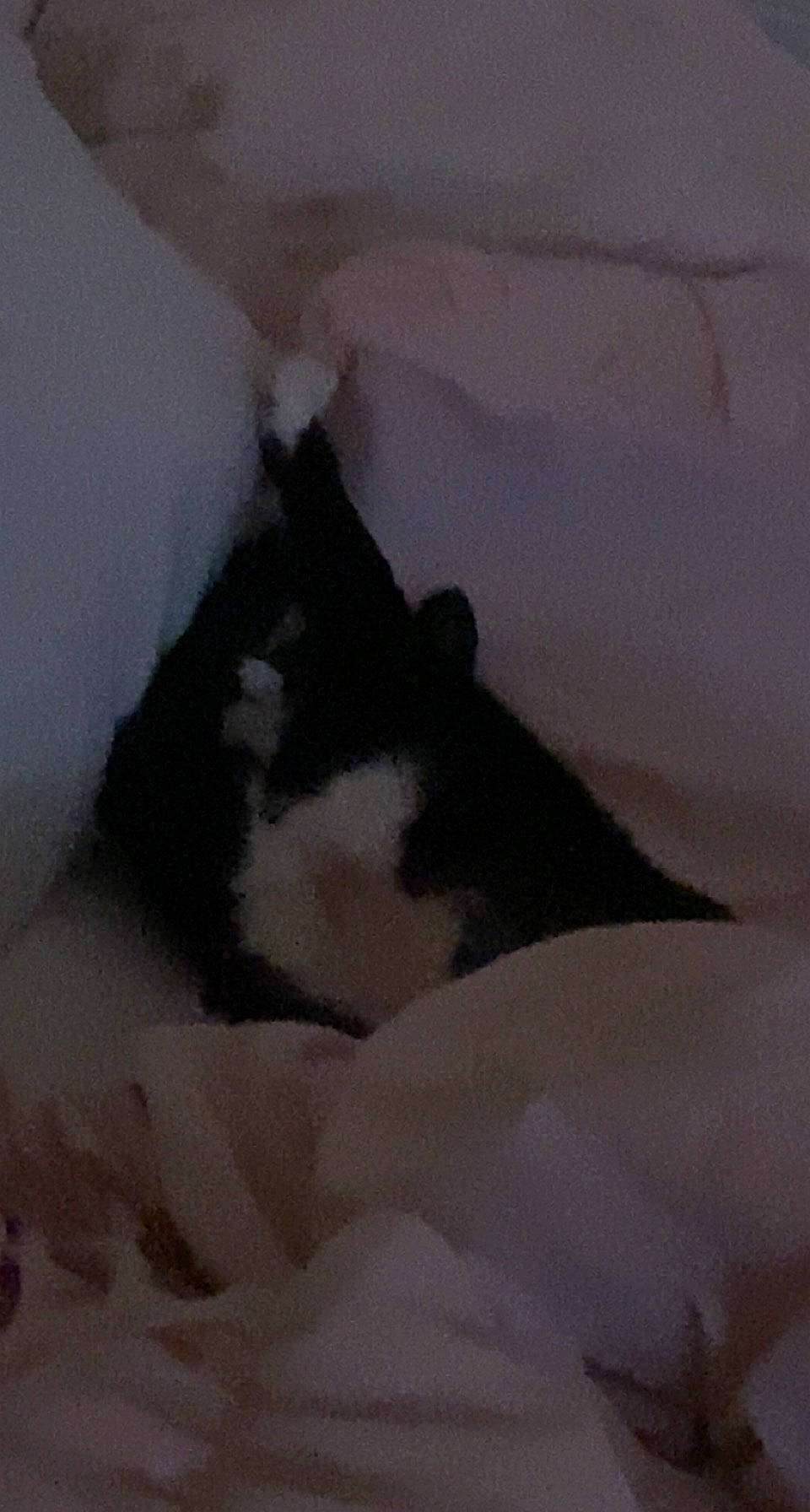 Fluffy is registered to the contest to win money with this photo: bedding, carnivore, cat, comfort, felidae, fur, glacial_landform, grey, linens, monochrome, monochrome_photography, slope, small_to_medium_sized_cats, snow, tail, terrestrial_animal, tints_and_shades, whiskers