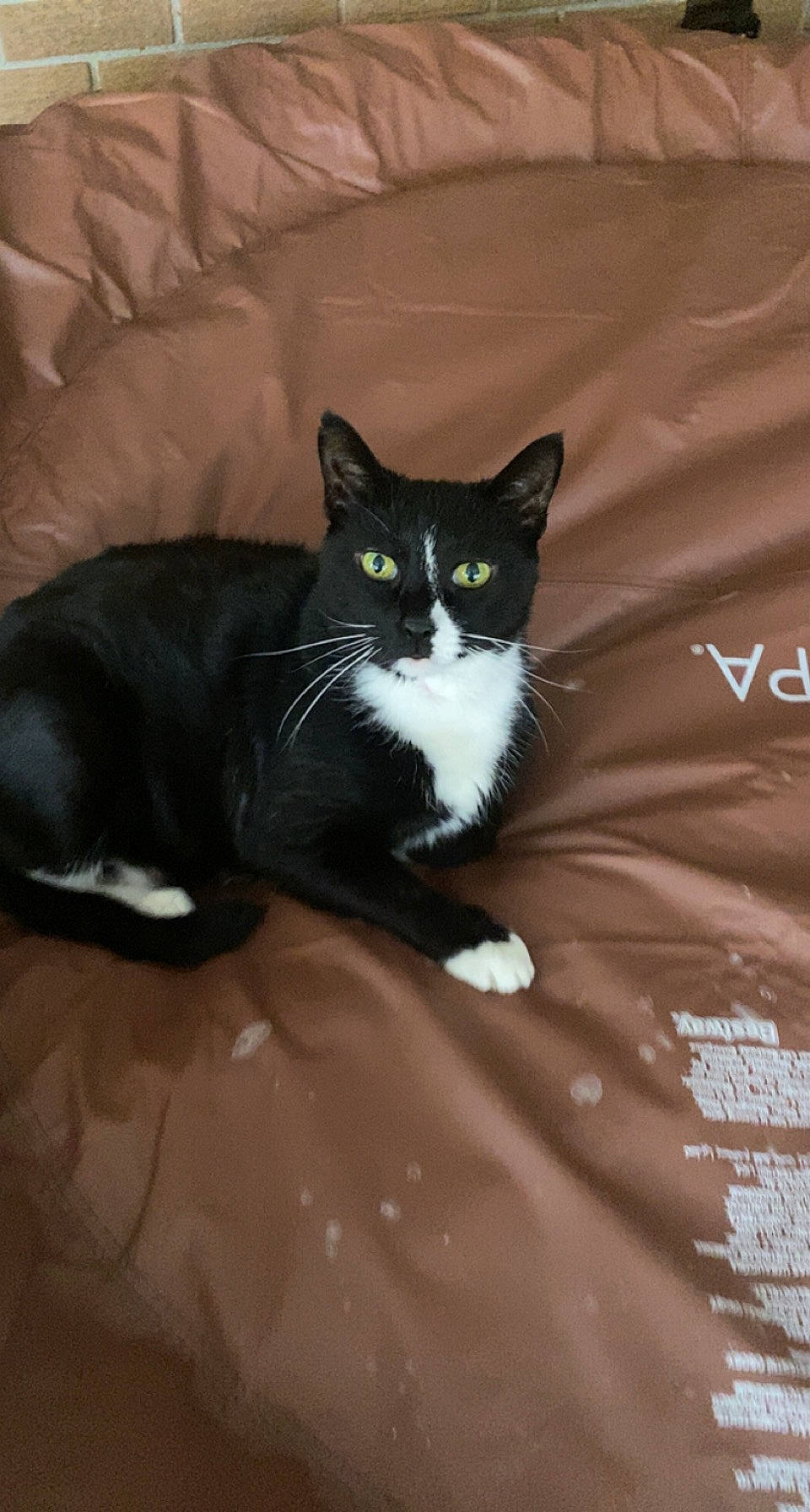 Fluffy is registered to the contest to win money with this photo: black_cat, carnivore, cat, comfort, domestic_short_haired_cat, felidae, formal_wear, fur, grass, grey, linens, sitting, small_to_medium_sized_cats, snout, tail, whiskers