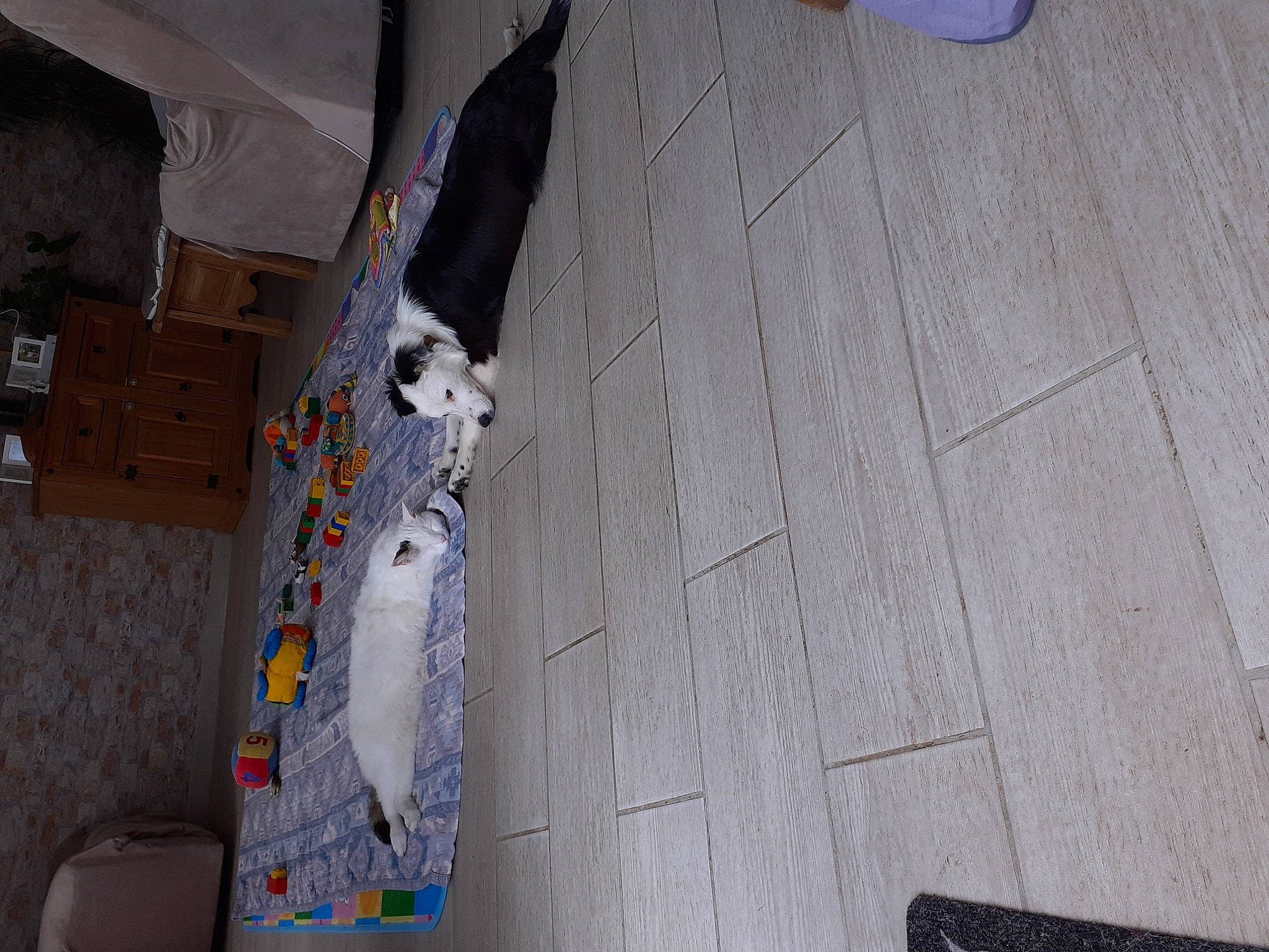 Indiana a rejoint le concours — aidez-le/la à gagner de superbes lots ! composite_material, electrical_wiring, floor, flooring, hardwood, laminate_flooring, pattern, plastic, plywood, room, shadow, tail, tile, tile_flooring, varnish, visual_arts, wing, wood, wood_flooring, wood_stain