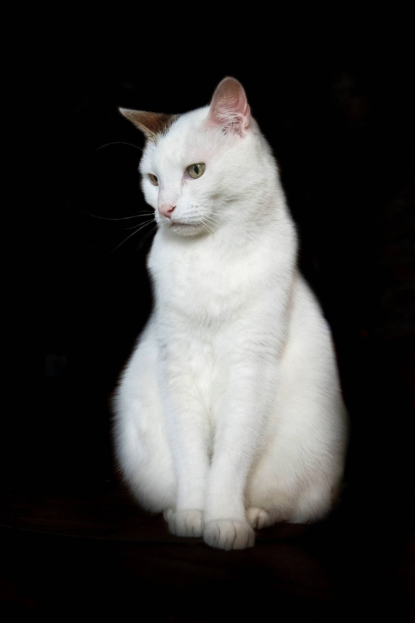 Indiana participe au concours pour gagner de l'argent avec cette photo : aegean_cat, american_wirehair, asian, burmilla, carnivore, cat, domestic_short_haired_cat, felidae, fur, japanese_bobtail, khao_manee, mammal, polydactyl_cat, small_to_medium_sized_cats, tail, turkish_angora, turkish_van, vertebrate, whiskers, white