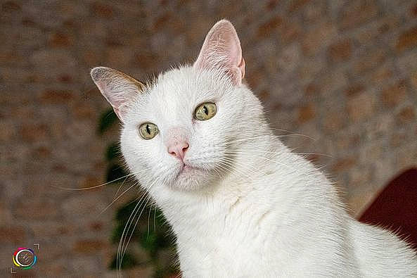 Indiana a rejoint le concours — aidez-le/la à gagner de superbes lots ! carnivore, cat, collar, domestic_short_haired_cat, fang, fawn, felidae, fur, grass, small_to_medium_sized_cats, snout, tail, terrestrial_animal, whiskers, wildlife