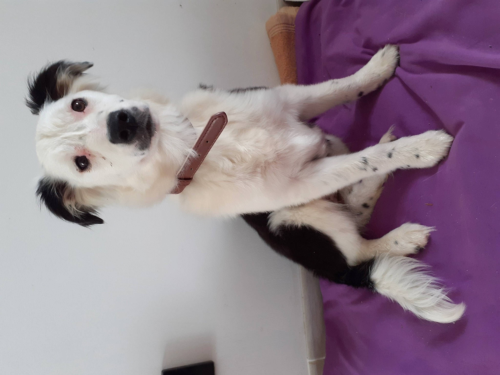 Sakura a rejoint le concours — aidez-le/la à gagner de superbes lots ! art, canidae, carnivore, collar, comfort, companion_dog, dog, dog_breed, dog_collar, felidae, paw, pet_supply, small_to_medium_sized_cats, snout, sporting_group, tail, toy_dog, whiskers, wire_hair_fox_terrier, working_animal