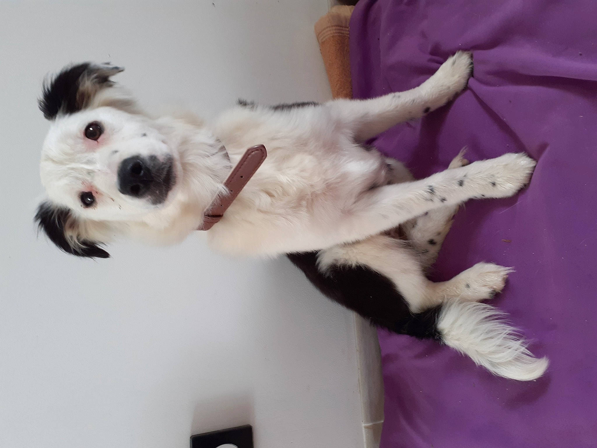 Sakura a rejoint le concours — aidez-le/la à gagner de superbes lots ! art, canidae, carnivore, collar, comfort, companion_dog, dog, dog_breed, dog_collar, metal, paw, pet_supply, snout, sporting_group, tail, terrier, toy_dog, whiskers, wire_hair_fox_terrier, working_animal