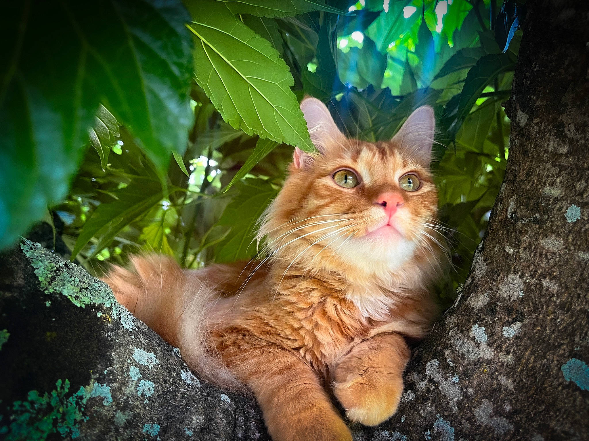 Syrius participe au concours pour gagner de l'argent avec cette photo : carnivore, cat, domestic_short_haired_cat, fawn, felidae, fur, grass, photo_caption, plant, plant_stem, sitting, small_to_medium_sized_cats, snout, tail, terrestrial_plant, tree, trunk, whiskers, wildlife, wood