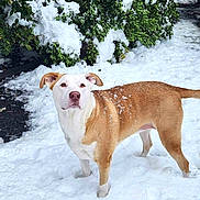 Marley joined the competition — help win amazing prizes! dog, snow, outdoor, winter, greenery, bushes, pet, animal, canine, nature, fur, white, tan, alert, standing, cold, season, snowflakes, daytime, background