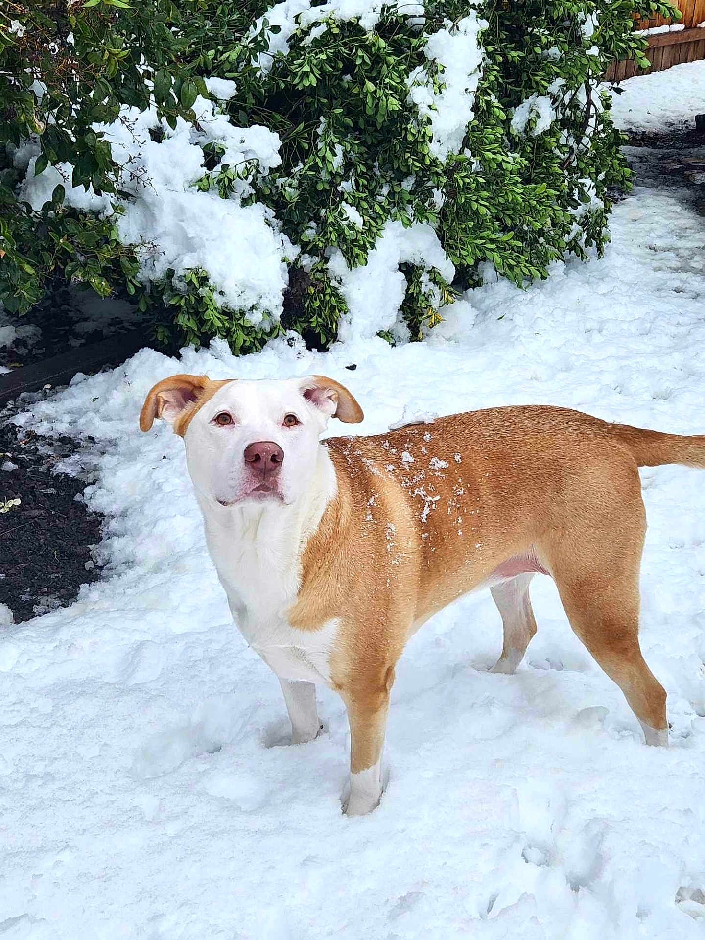 Marley joined the competition — help win amazing prizes! dog, snow, outdoor, winter, greenery, bushes, pet, animal, canine, nature, fur, white, tan, alert, standing, cold, season, snowflakes, daytime, background