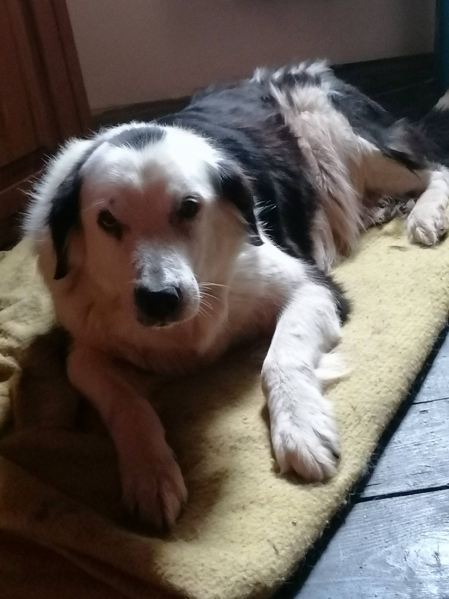Reine participe au concours pour gagner de l'argent avec cette photo : border_collie, bored, canidae, carnivore, companion_dog, dog, dog_breed, ear, flooring, fur, snout, terrestrial_animal, whiskers, working_dog