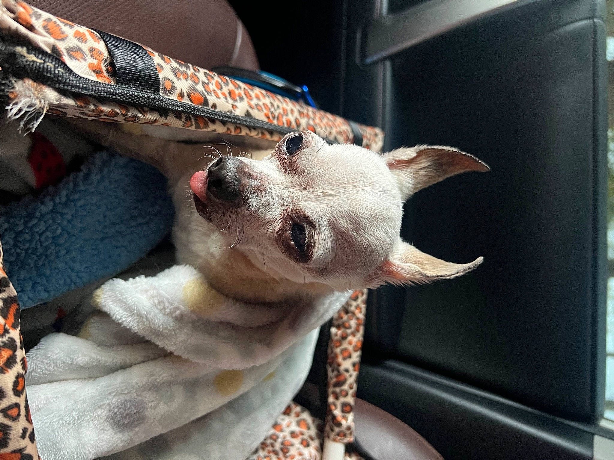 Little Bit joined the competition — help win amazing prizes! auto_part, canidae, carnivore, collar, comfort, companion_dog, dog, dog_breed, dog_collar, fawn, felidae, foot, fur, jaw, small_to_medium_sized_cats, snout, sporting_group, whiskers, window, working_animal