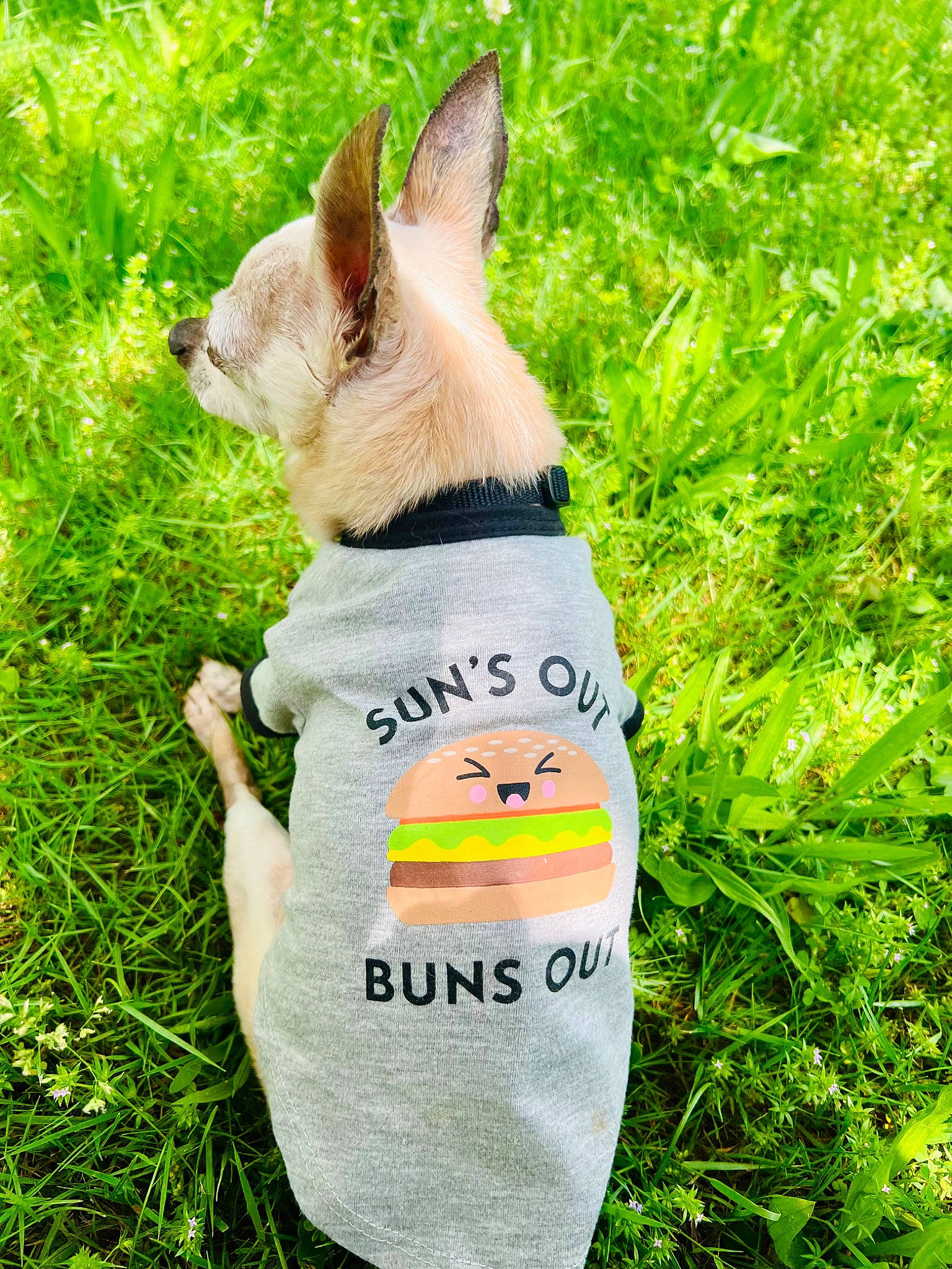 Little Bit is registered to the contest to win money with this photo: canidae, carnivore, collar, companion_dog, dog, dog_breed, dog_collar, dog_supply, fashion_accessory, fawn, grass, groundcover, herding_dog, plant, snout, sporting_group, tail, terrestrial_animal, working_animal, working_dog