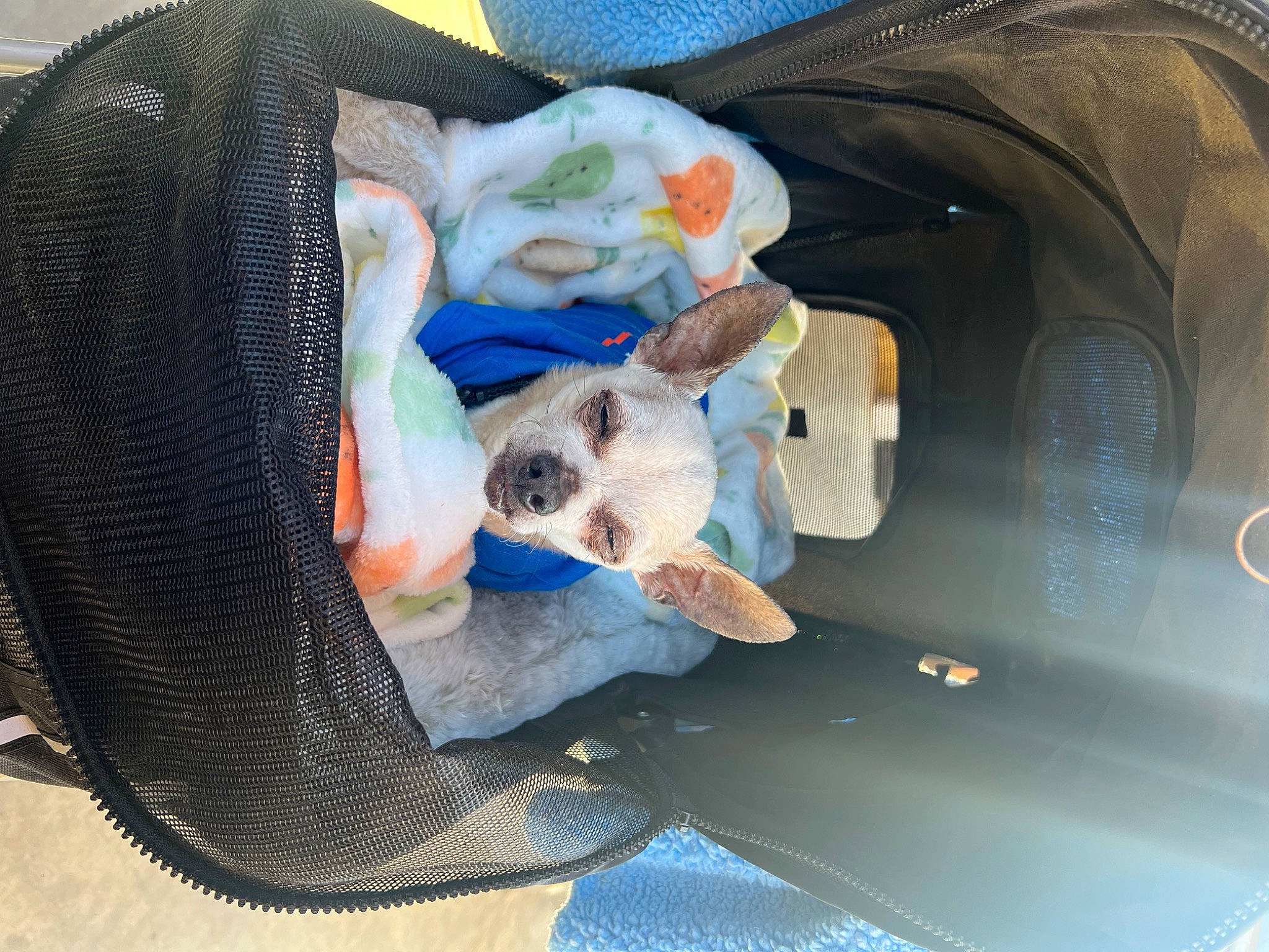 Little Bit is registered to the contest to win money with this photo: auto_part, automotive_exterior, canidae, car_seat, carnivore, comfort, companion_dog, dog, dog_breed, dog_supply, mammal, motor_vehicle, pet_supply, sporting_group, stuffed_toy, toy, trunk, vehicle, vehicle_door, working_animal