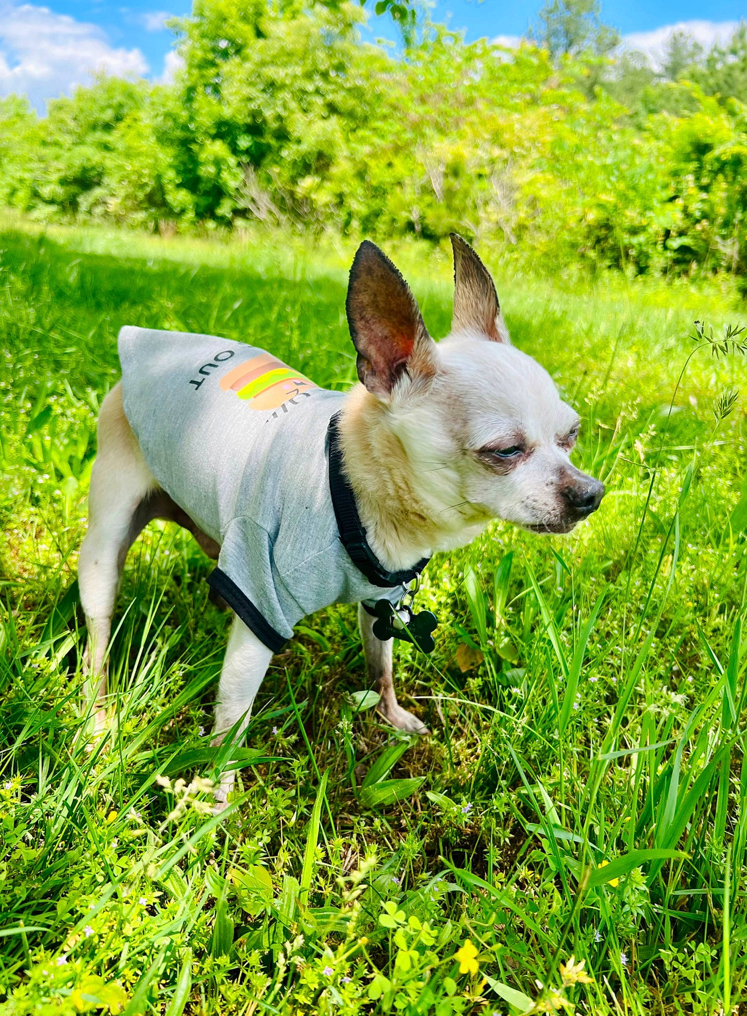 Little Bit is registered to the contest to win money with this photo: adventure, canidae, carnivore, cloud, collar, companion_dog, dog, dog_breed, dog_collar, fawn, grass, grassland, pasture, plant, sky, snout, sporting_group, terrestrial_animal, tree, working_animal