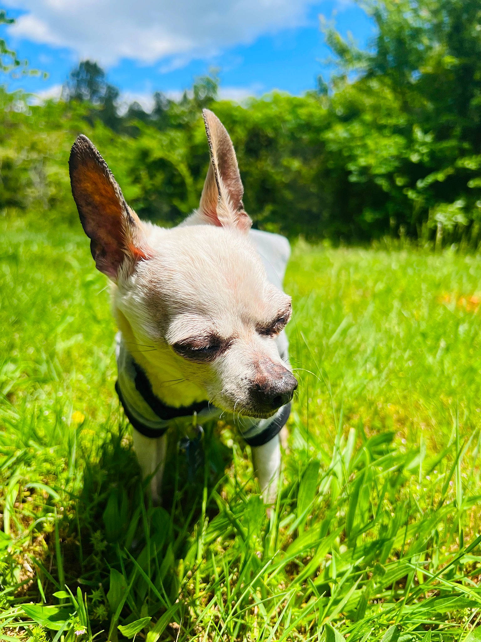 Little Bit joined the competition — help win amazing prizes! adventure, canidae, carnivore, cloud, companion_dog, dog, dog_breed, fawn, grass, grassland, happy, pasture, plant, sky, snout, sporting_group, toy_dog, tree, whiskers, working_animal