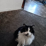 Fluffy joined the competition — help win amazing prizes! animal, black_and_white, carpet, cat, companion, curious, cute, domestic, ears, feline, floor, fluffy, furry, home, indoor, looking_up, pet, sitting, tail, whiskers