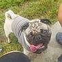 pug, dog, tongue_out, grass, gray_shirt, pet, outdoor, happy, animal, canine, sidewalk, shorts, footwear, crocs, playful, companion, summer, cute, pet_clothing, looking_up