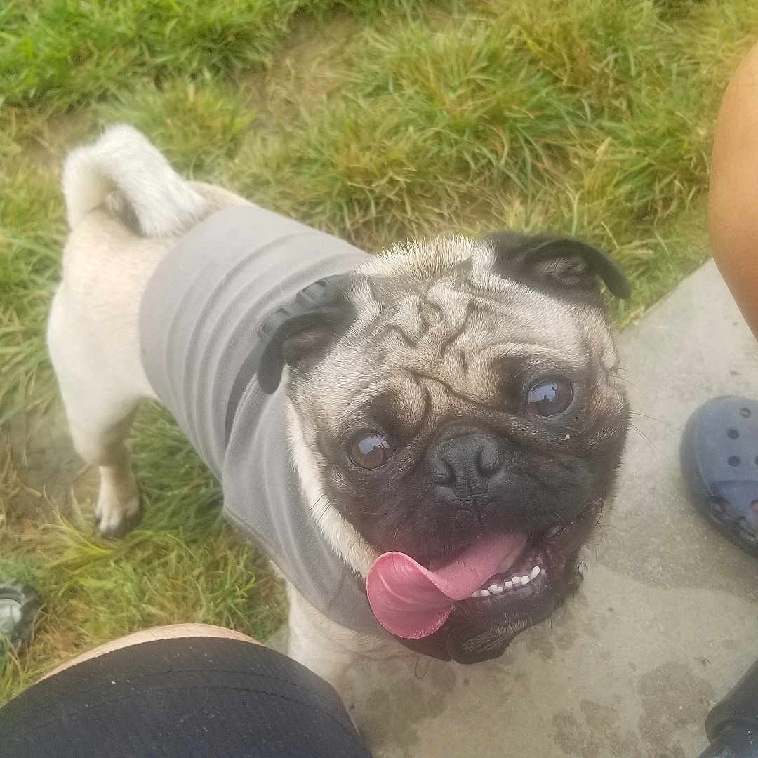 Max joined the competition — help win amazing prizes! animal, canine, companion, crocs, cute, dog, footwear, grass, gray_shirt, happy, looking_up, outdoor, pet, pet_clothing, playful, pug, shorts, sidewalk, summer, tongue_out