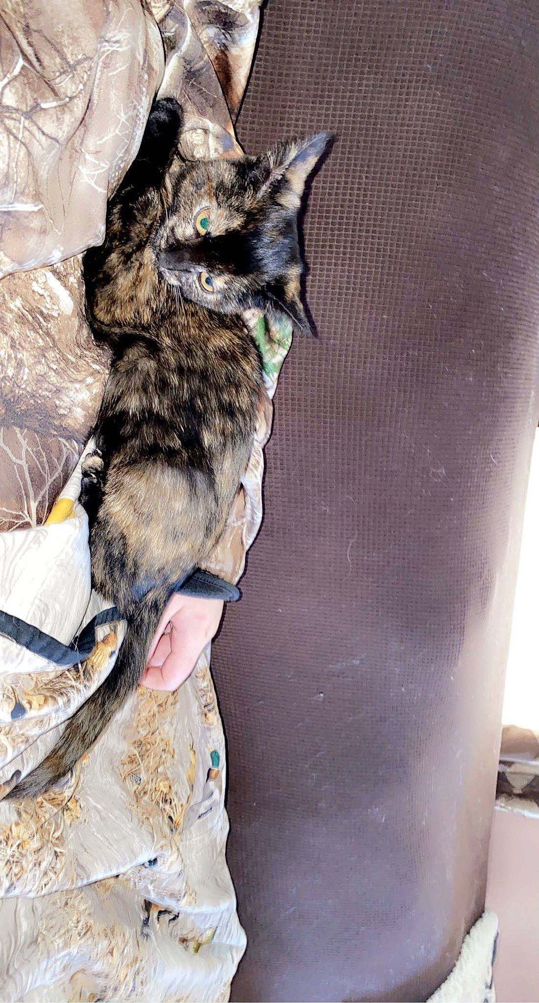 Peanut joined the competition — help win amazing prizes! bat, black_cat, carnivore, cat, claw, dog_breed, domestic_short_haired_cat, felidae, fur, grey, small_to_medium_sized_cats, tail, whiskers