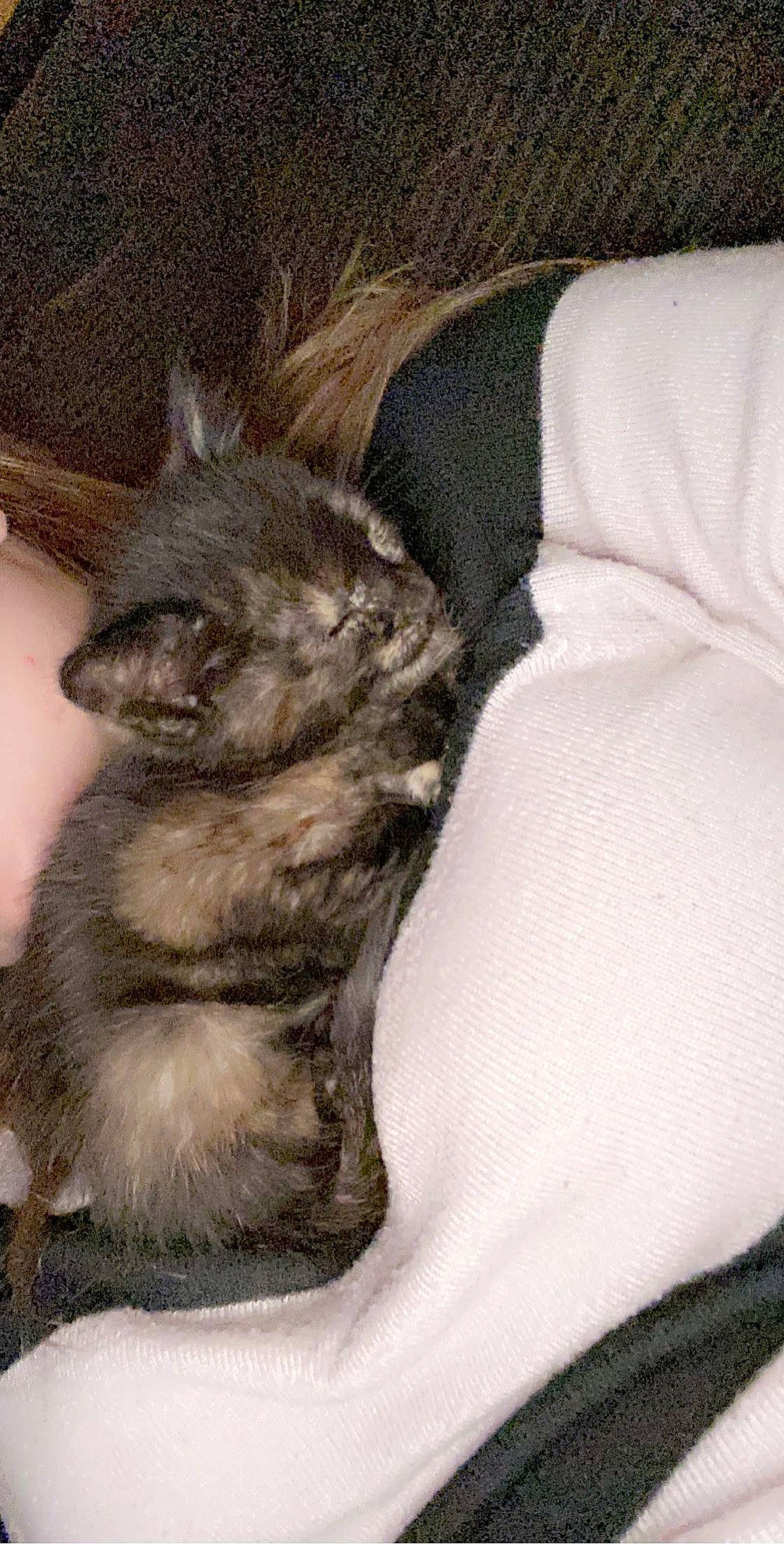 Peanut is registered to the contest to win money with this photo: canidae, carnivore, cat, claw, comfort, dog_breed, domestic_short_haired_cat, felidae, fur, grey, nap, paw, small_to_medium_sized_cats, tail, terrestrial_animal, whiskers