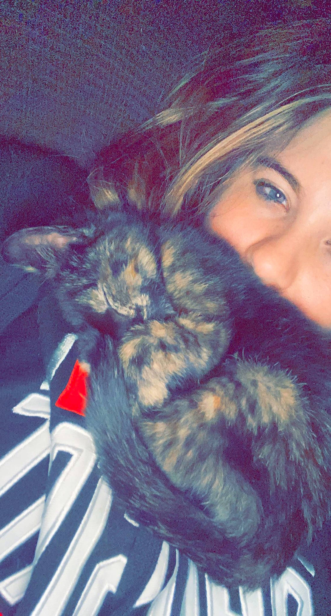 Peanut is registered to the contest to win money with this photo: carnivore, cat, cloud, companion_dog, dog_breed, electric_blue, eye, felidae, fur, happy, head, jaw, mammal, organ, small_to_medium_sized_cats, snout, tail, textile, vertebrate, whiskers