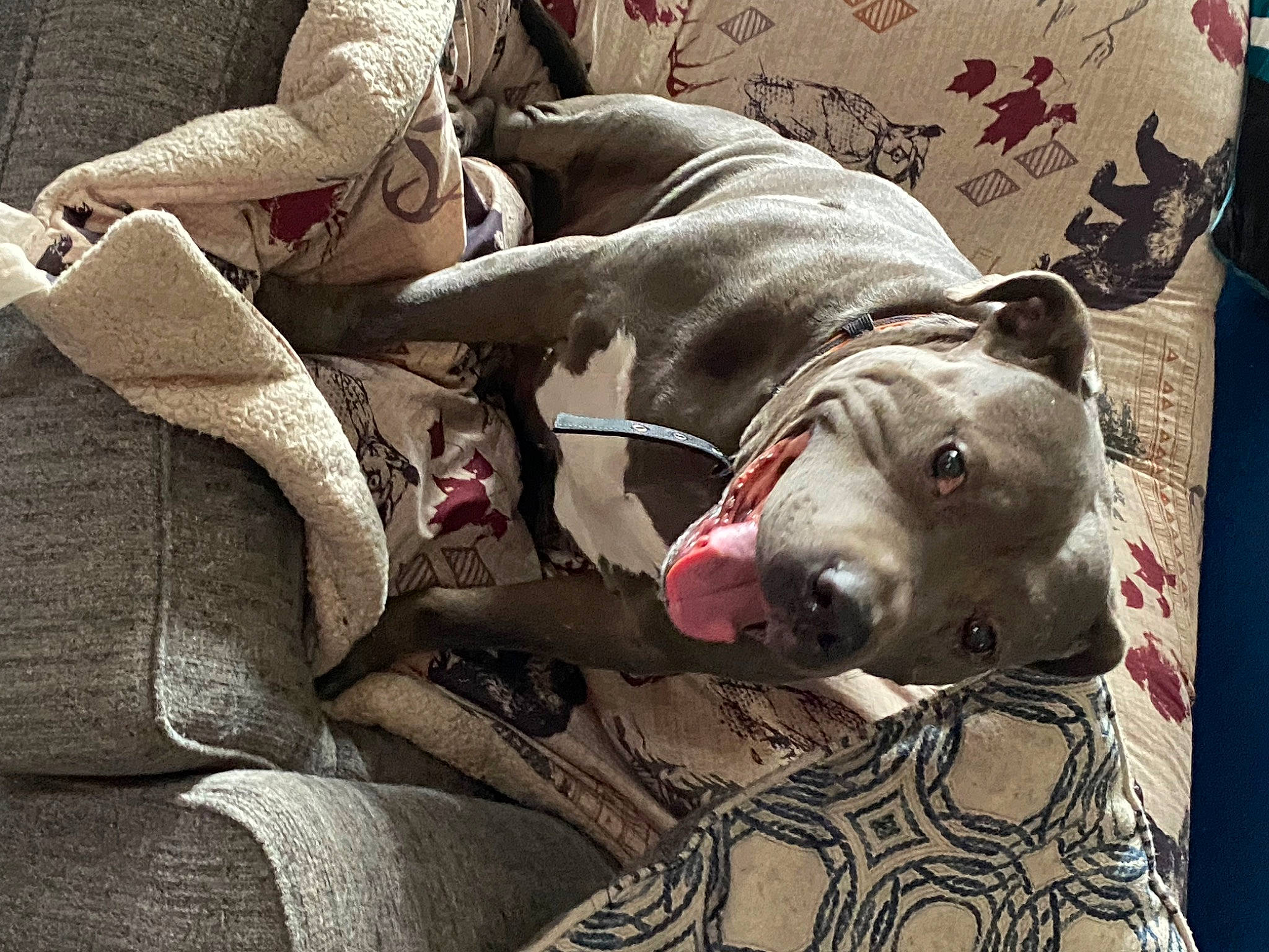 Viper is registered to the contest to win money with this photo: bedding, carnivore, comfort, companion_dog, couch, dog, dog_breed, dog_supply, fawn, felidae, fur, grey, guard_dog, linens, small_to_medium_sized_cats, snout, sporting_group, toy_dog, whiskers, working_animal