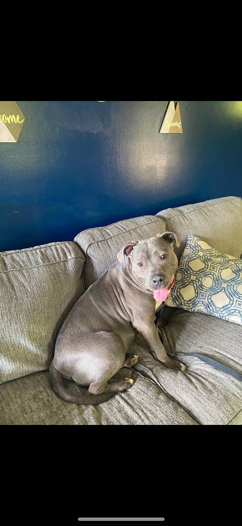 Viper is registered to the contest to win money with this photo: bedding, canidae, carnivore, comfort, companion_dog, couch, dog, dog_breed, fawn, felidae, grey, linens, non_sporting_group, paw, photo_caption, picture_frame, room, terrestrial_animal, whiskers, window