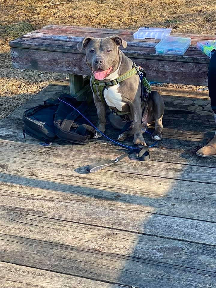 Viper is registered to the contest to win money with this photo: animal_sports, asphalt, canidae, carnivore, collar, companion_dog, dog, dog_breed, dog_clothes, dog_collar, dog_sports, dog_walking, fawn, landscape, leash, recreation, road_surface, soil, sporting_group, working_animal