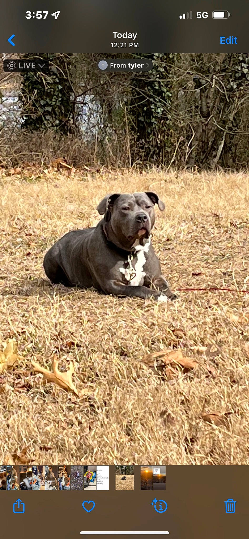 Viper joined the competition — help win amazing prizes! canidae, carnivore, dog, dog_breed, fawn, grass, grassland, landscape, molosser, non_sporting_group, plant, prairie, snout, soil, sporting_group, terrestrial_animal, tree, wildlife, wood, working_animal