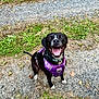 Rosie joined the competition — help win amazing prizes! dog, black_dog, purple_harness, happy, smiling, pet, outdoor, grass, gravel_path, animal, canine, sitting, nature, playful, leash, collar, tongue_out, ears, white_paws, excited