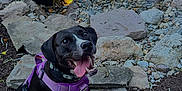 Rosie is registered to the contest to win money with this photo: dog, black_dog, purple_harness, tongue_out, happy_dog, water_feature, rocks, mulch, garden, outdoor, plants, waterfall, landscape, nature, daylight, pet, canine, smiling_dog, sitting, leaves