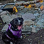 dog, black_dog, purple_harness, tongue_out, happy_dog, water_feature, rocks, mulch, garden, outdoor, plants, waterfall, landscape, nature, daylight, pet, canine, smiling_dog, sitting, leaves