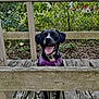 dog, black_dog, purple_harness, wooden_fence, chain_link_fence, tongue_out, happy, outdoor, greenery, trees, leaves, wooden_deck, pet, canine, animal, nature, smiling, playful, daylight, closeup