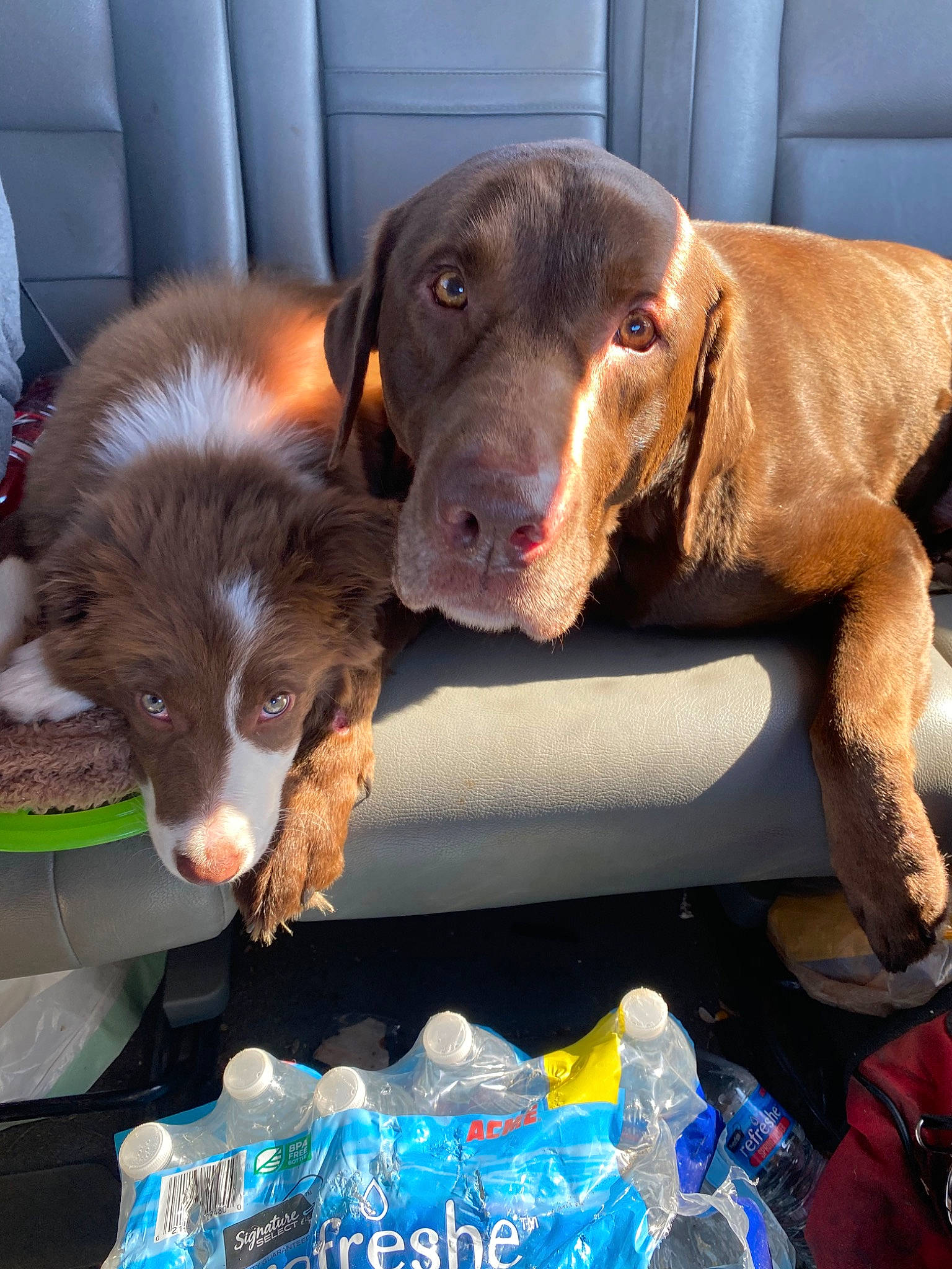 Blair is registered to the contest to win money with this photo: braque_francais, canidae, carnivore, chesapeake_bay_retriever, dog, dog_breed, fawn, german_longhaired_pointer, german_shorthaired_pointer, hunting_dog, liver, mammal, pointer, pointing_breed, retriever, spaniel, sporting_group, vertebrate, vizsla, weimaraner