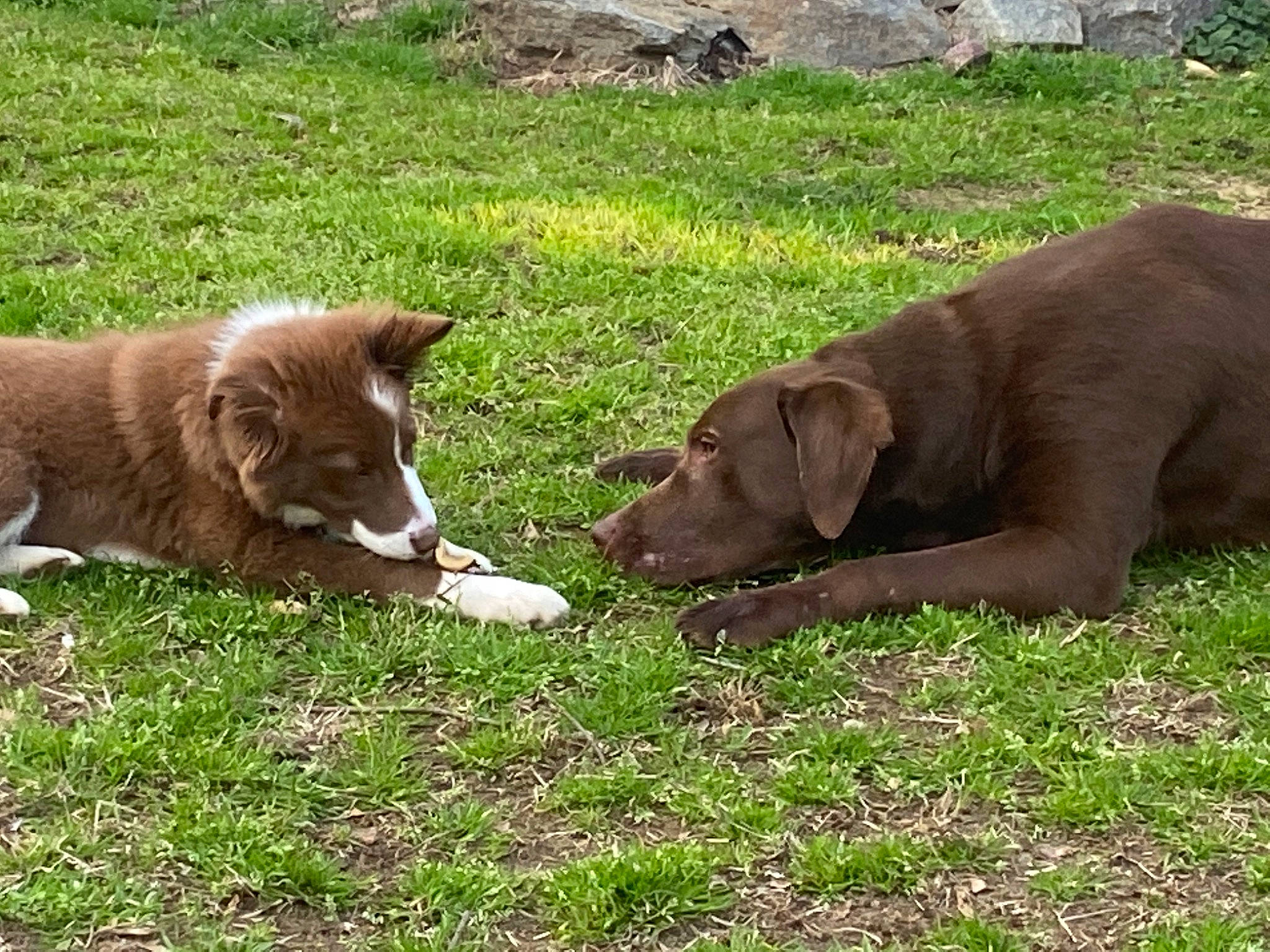 Blair is registered to the contest to win money with this photo: canidae, carnivore, chesapeake_bay_retriever, companion_dog, dog, dog_breed, fawn, grass, labrador_retriever, liver, mammal, nova_scotia_duck_tolling_retriever, pointing_breed, puppy, retriever, sporting_group