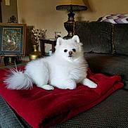 Angel is registered to the contest to win money with this photo: dog, pomeranian, white_dog, fluffy, pet, blanket, couch, living_room, lamp, vase, painting, indoor, cozy, fur, animal, relaxed, home, furniture, decor, portrait