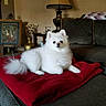 dog, pomeranian, white_dog, fluffy, pet, blanket, couch, living_room, lamp, vase, painting, indoor, cozy, fur, animal, relaxed, home, furniture, decor, portrait