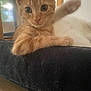 animal, cat, closeup, curious, cute, eyes, fluffy, fur, furniture, indoor, kitten, mammal, orange_cat, paw, pet, playful, resting, soft, whiskers, young