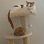 animal, cat, cat_tree, cute, domestic_animal, ears, feline, fur, household, indoor, kitten, orange_cat, perch, pet, playful, relaxed, resting, tail, wall, white_cat